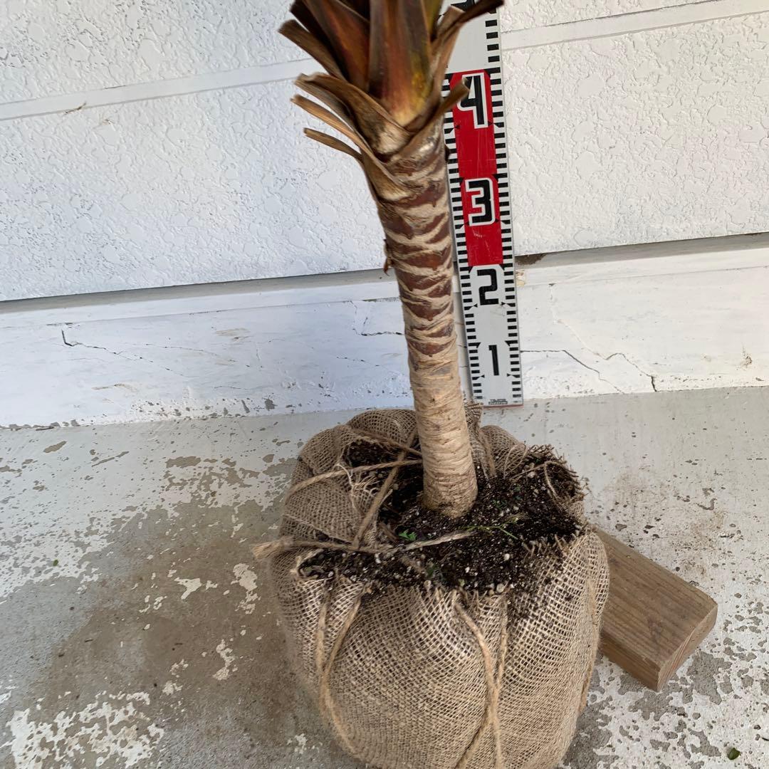 斑入り レッドスター コルジリネ 赤ドラセナ 根巻 44 - メルカリ