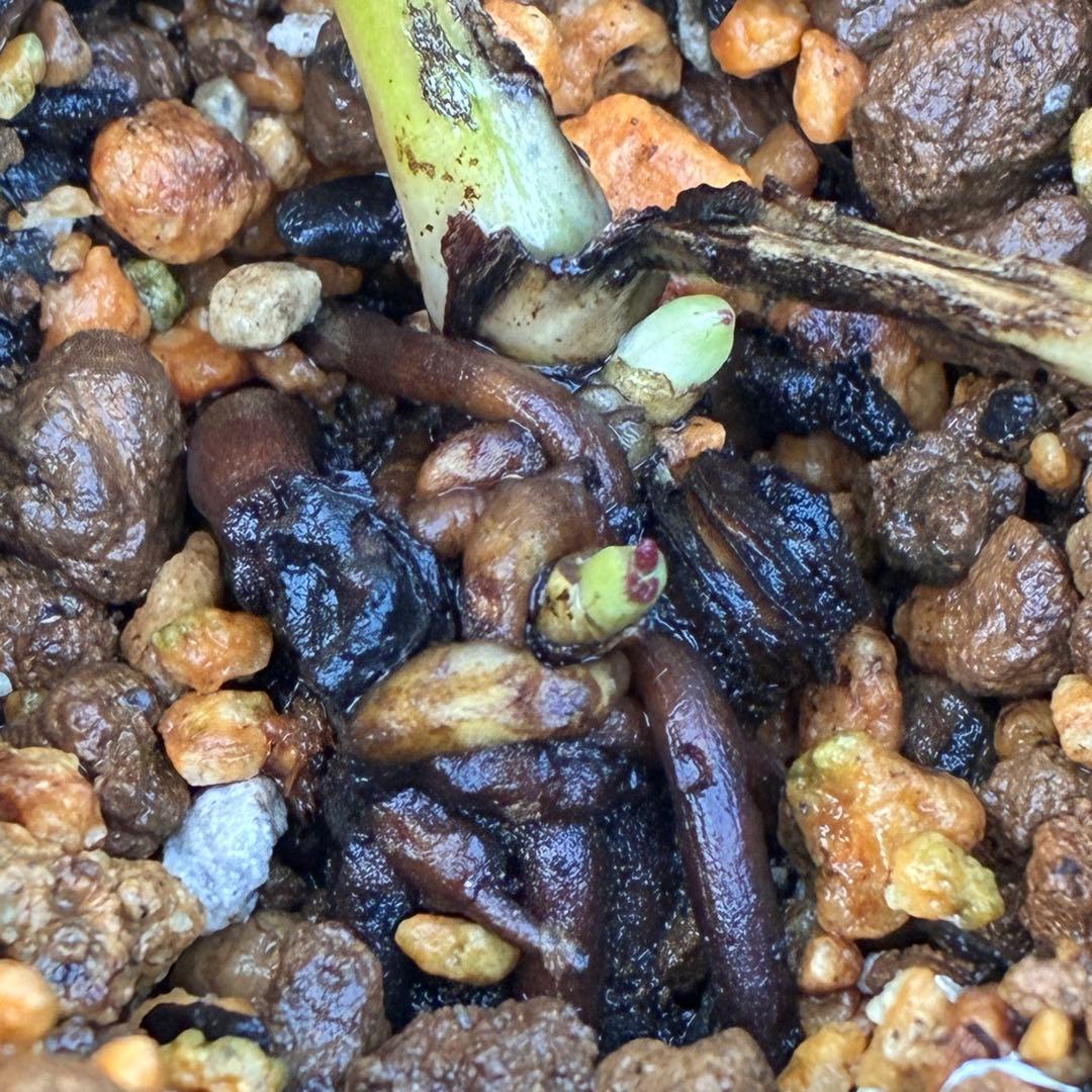 ヒ*ロ様 ☘️ラスト2☘️根充実❤️沢山新芽❤️3229⭐️プリティー⭐️ベイン