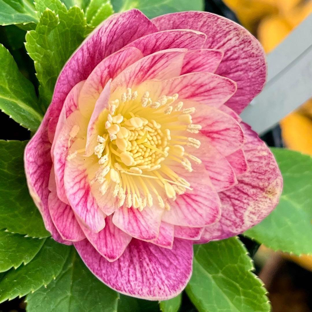 ヒ*ロ様 ☘️ラスト2☘️根充実❤️沢山新芽❤️3229⭐️プリティー⭐️ベイン