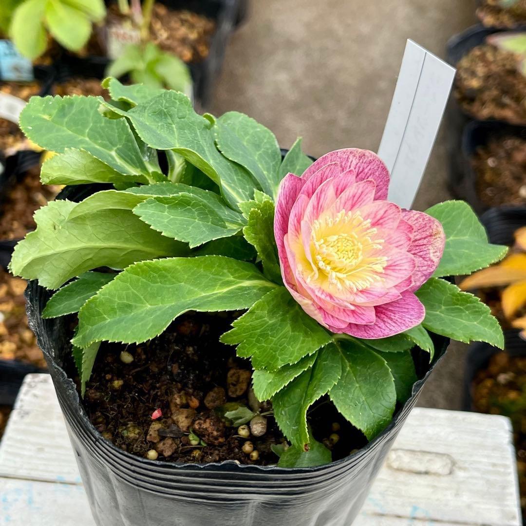 ヒ*ロ様 ☘️ラスト2☘️根充実❤️沢山新芽❤️3229⭐️プリティー⭐️ベイン