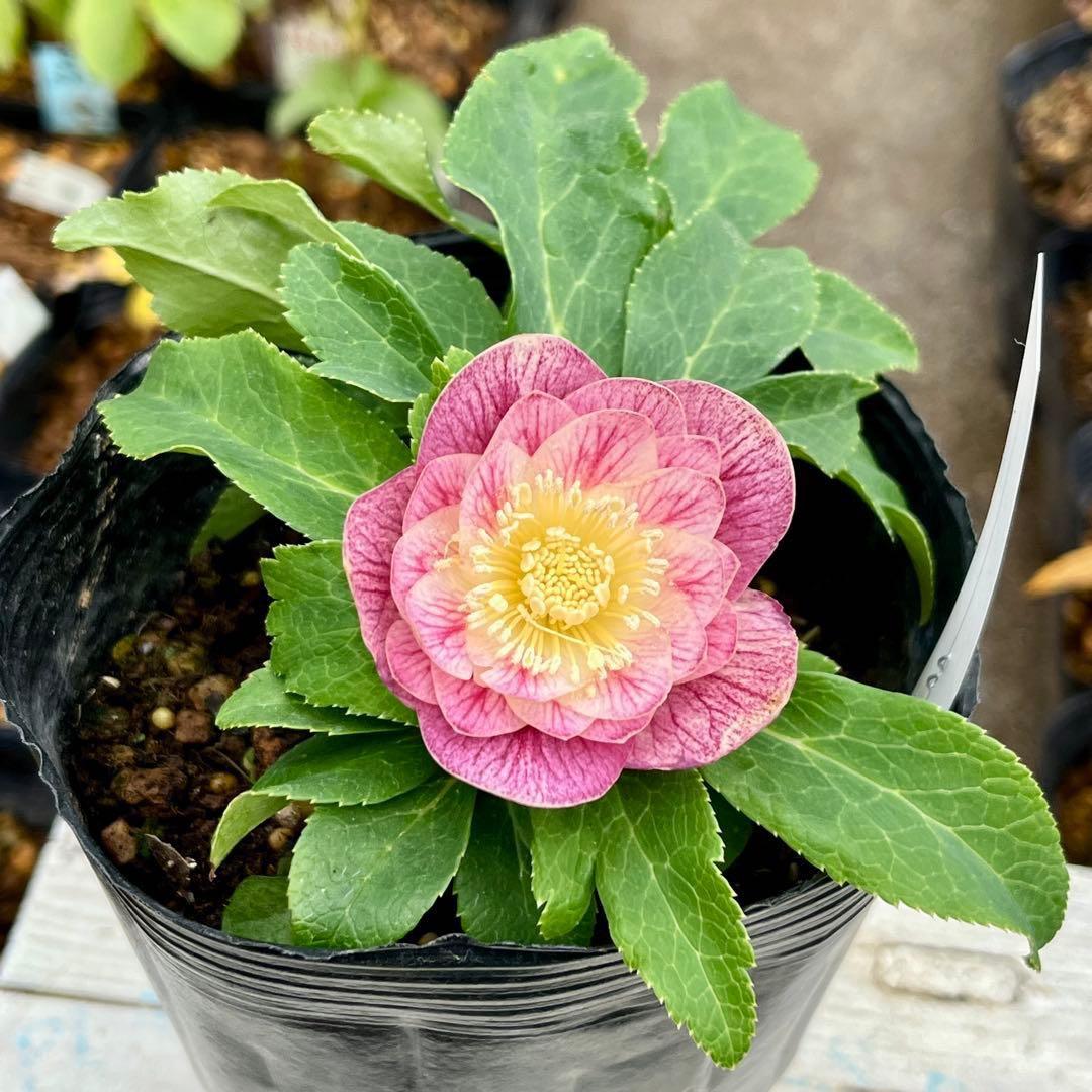 ヒ*ロ様 ☘️ラスト2☘️根充実❤️沢山新芽❤️3229⭐️プリティー⭐️ベイン