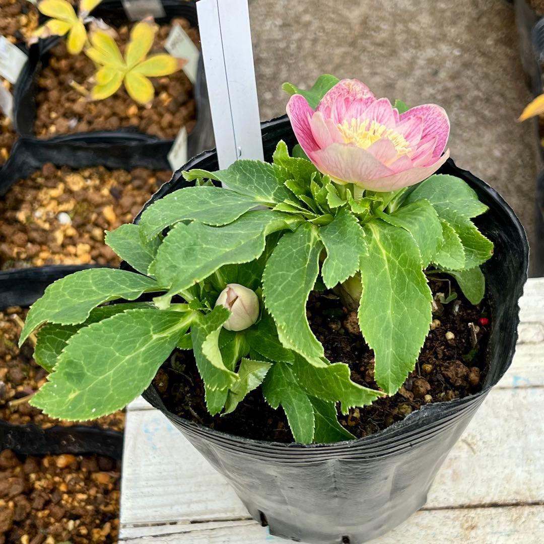 ヒ*ロ様 ☘️ラスト2☘️根充実❤️沢山新芽❤️3229⭐️プリティー⭐️ベイン