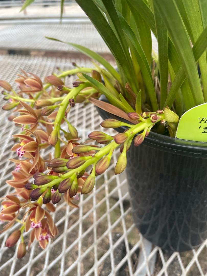 R8年キンリョウヘン花芽7本#5 - メルカリ