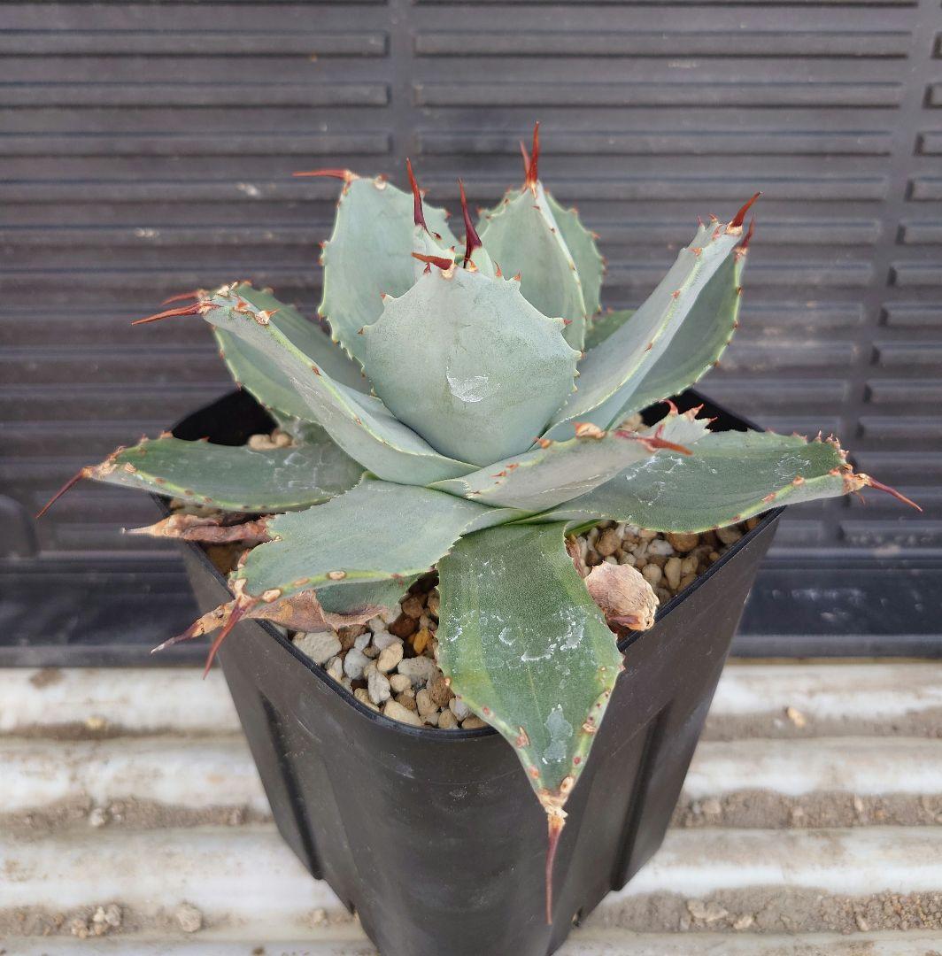 アガベ デザートディライト パリー ホーチエンシス デザートデライト