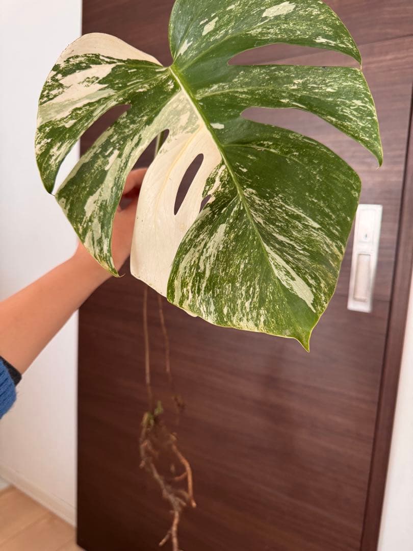 発根済み】極上散り斑入り大株 斑入りモンステラ ボルシギアナ
