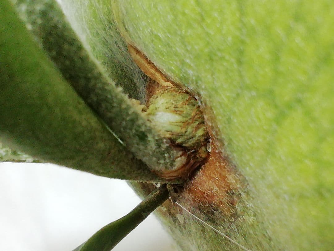 希少株ですが、格好良くて育てやすい ウイリンキー変異個体株 - メルカリ