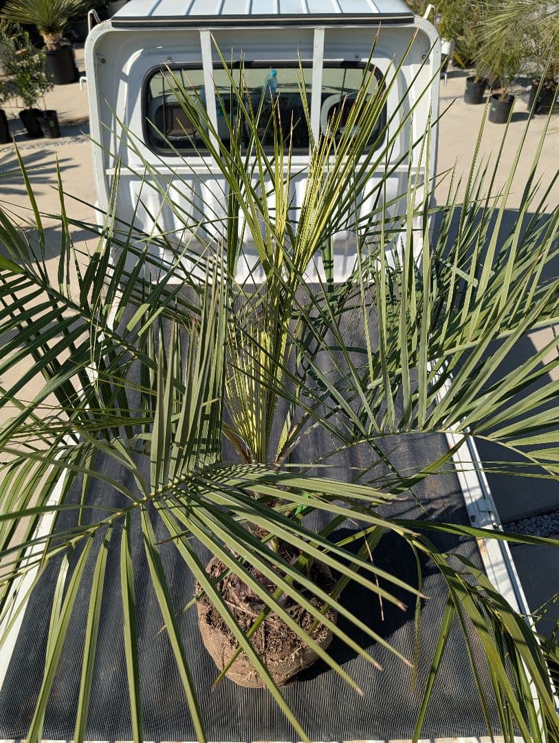 ピ*チ様 【BFセール】ココスヤシ《Lサイズ・H＝約1.5m》206