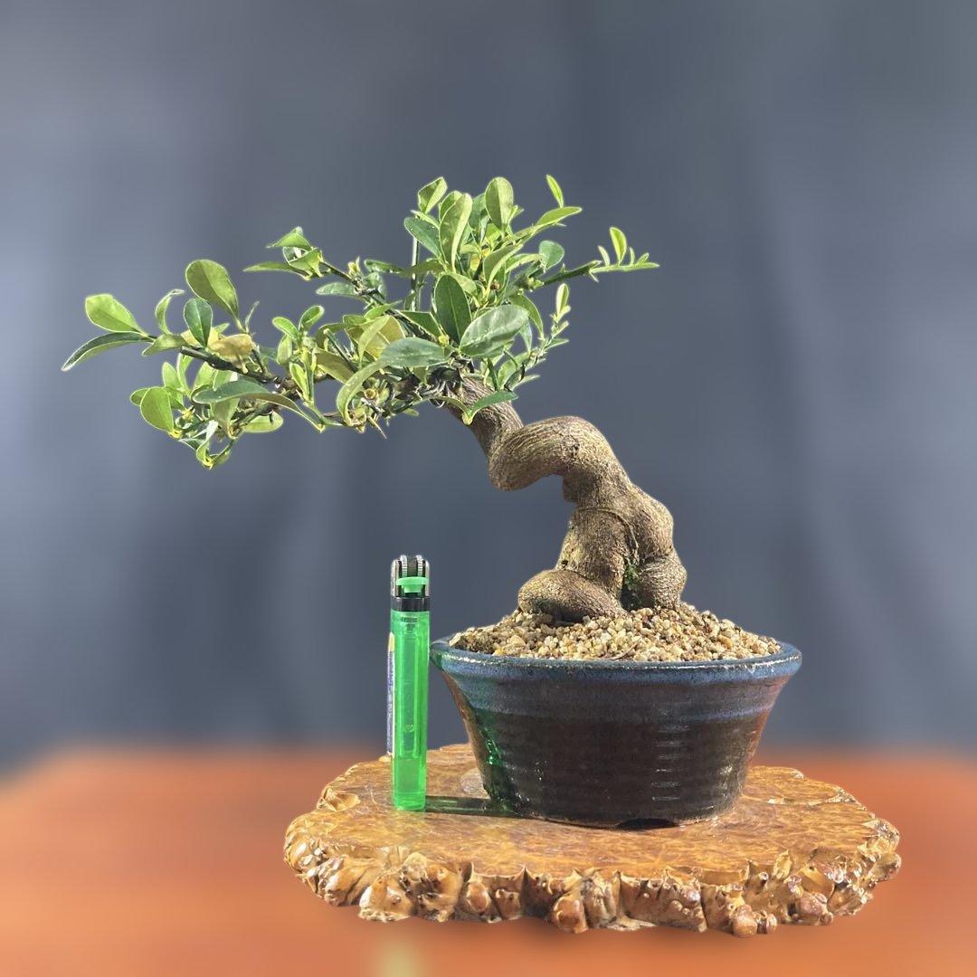 八房五葉松 瑞祥 超極太幹 樹齢数十年 中品盆栽 株立ち 双幹 ジン シャリ