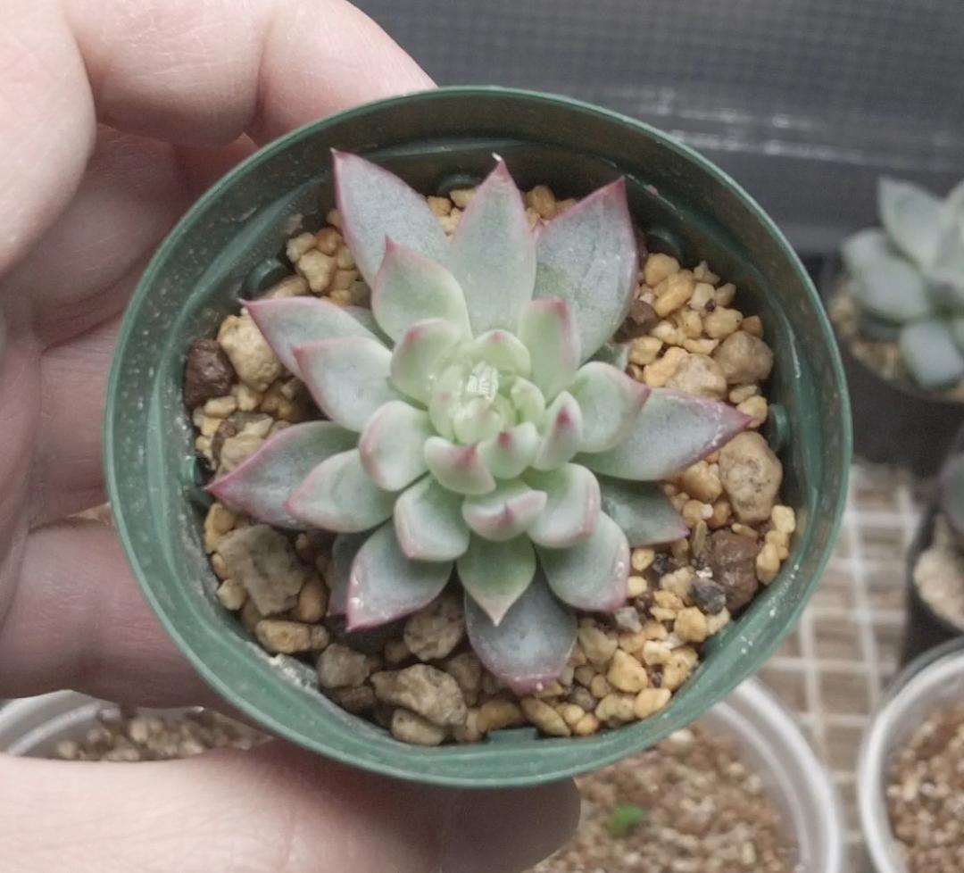 桜鬼(中) ミックスベリア おらいさん苗 - メルカリ