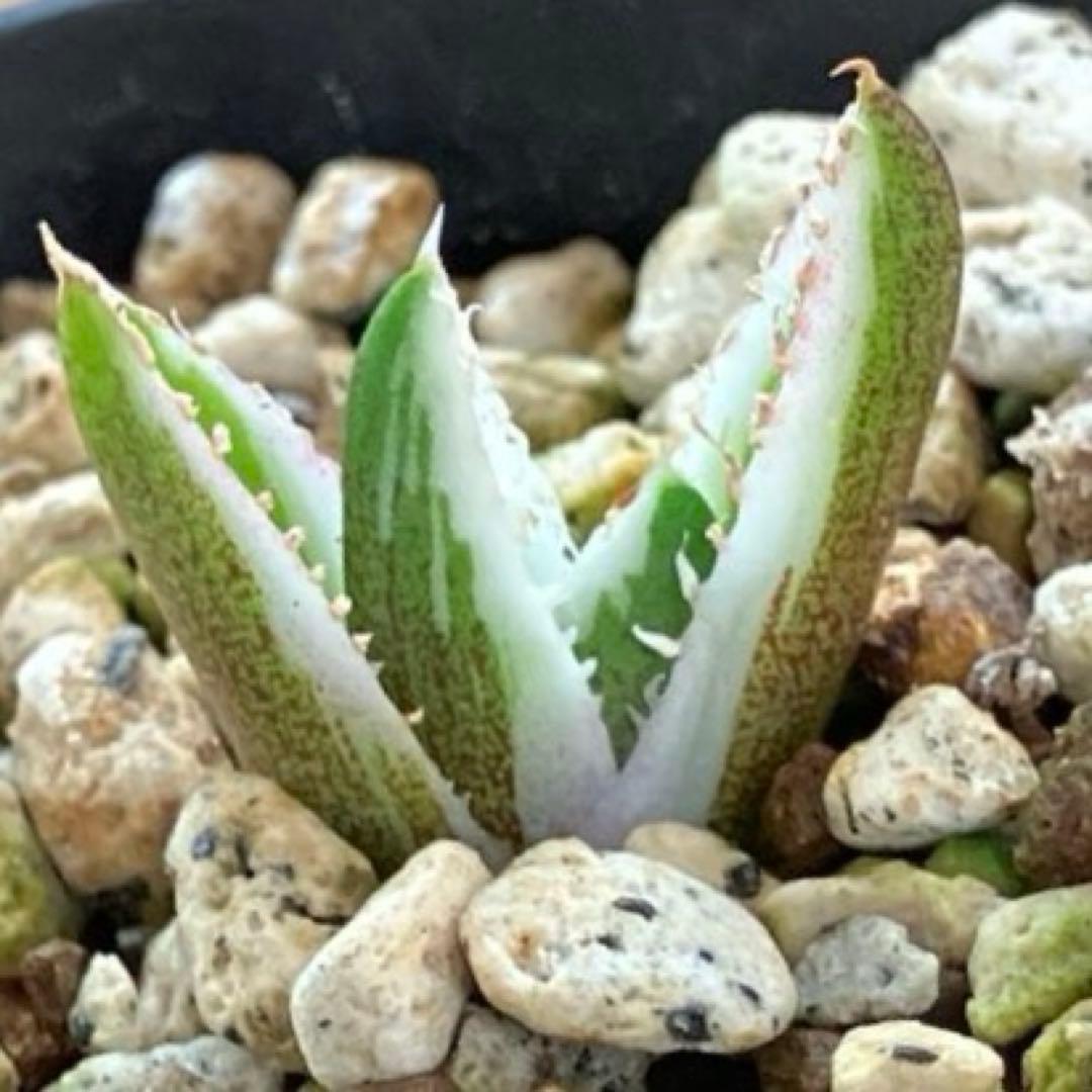 速達【鉢ごと発送】希少　安定株　アガべ　チタノタ　豆豆龍錦　トトロ錦　TC 覆輪