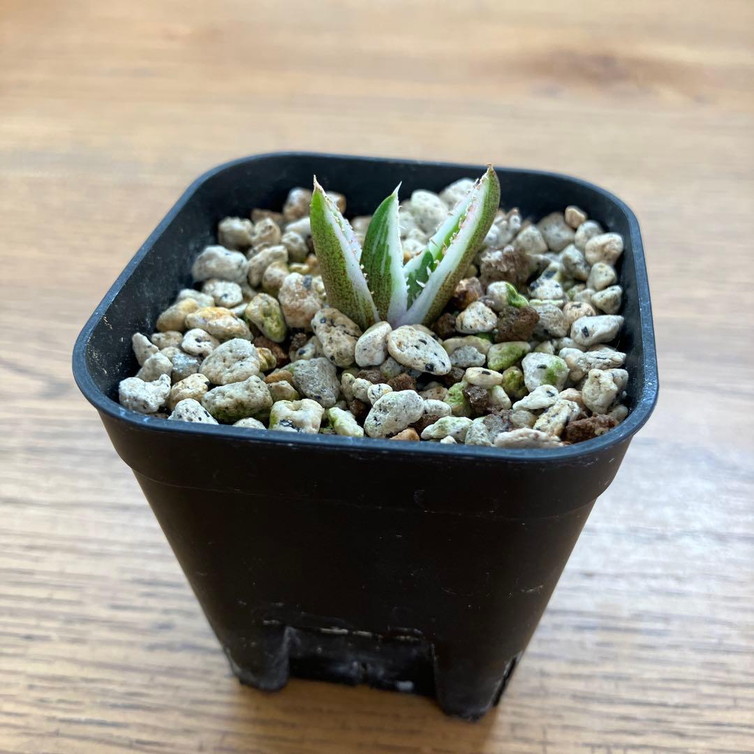 速達【鉢ごと発送】希少　安定株　アガべ　チタノタ　豆豆龍錦　トトロ錦　TC 覆輪