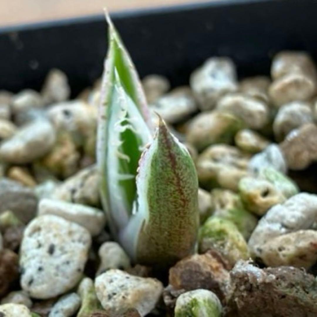 速達【鉢ごと発送】希少　安定株　アガべ　チタノタ　豆豆龍錦　トトロ錦　TC 覆輪
