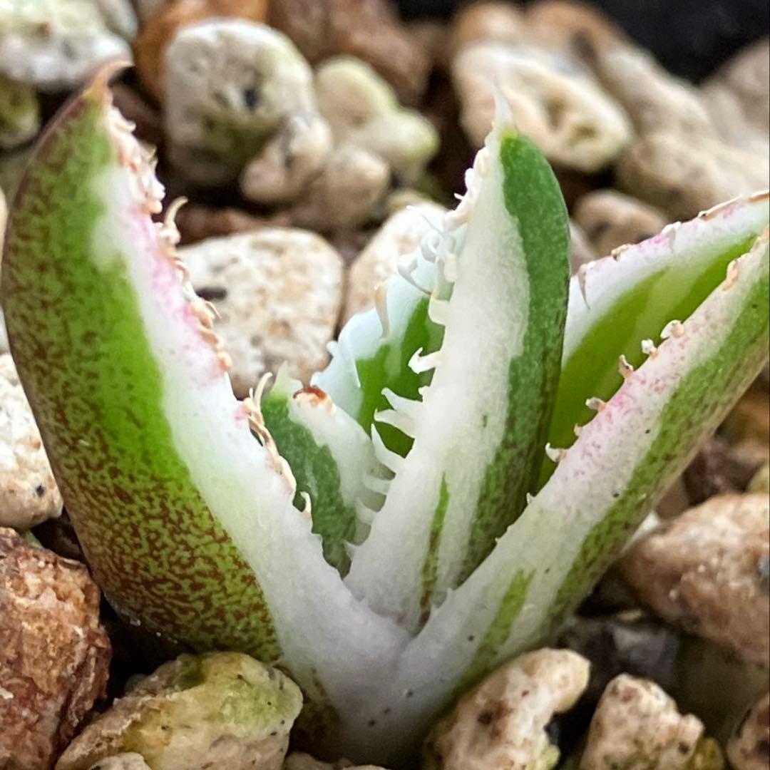 速達【鉢ごと発送】希少　安定株　アガべ　チタノタ　豆豆龍錦　トトロ錦　TC 覆輪