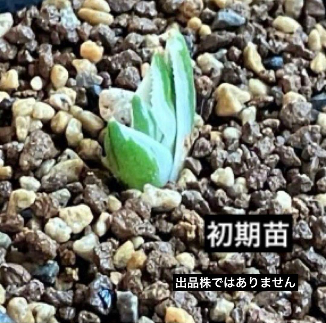 速達【鉢ごと発送】希少　安定株　アガべ　チタノタ　豆豆龍錦　トトロ錦　TC 覆輪