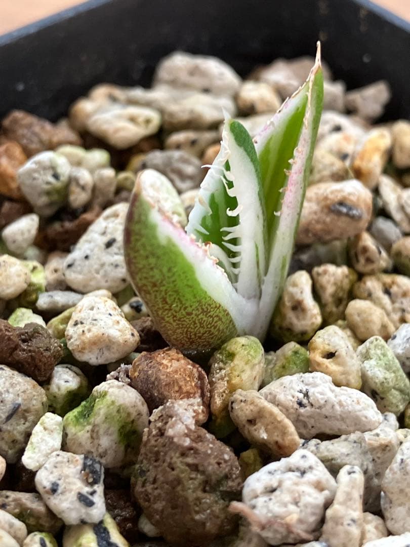 速達【鉢ごと発送】希少　安定株　アガべ　チタノタ　豆豆龍錦　トトロ錦　TC 覆輪