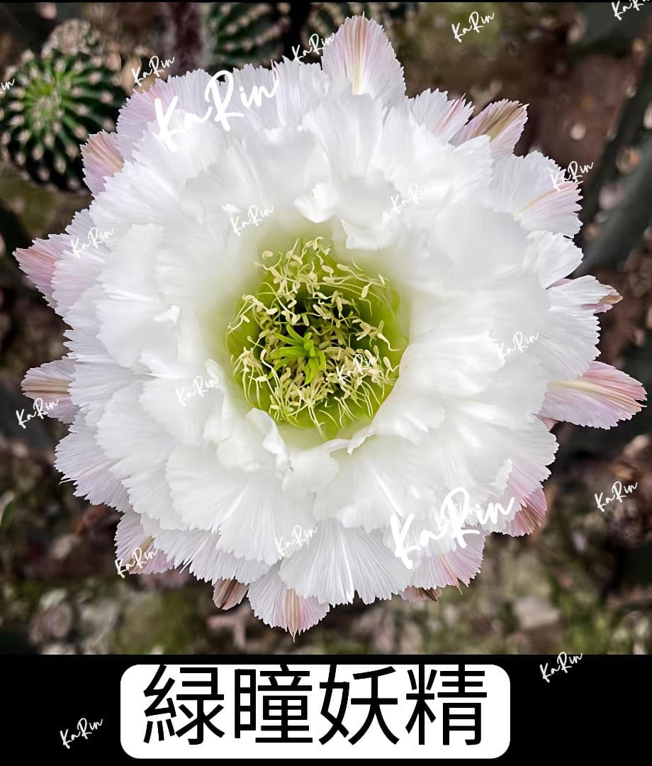 48-緑瞳妖精 新品種 花サボテン エキノプシス属 カキコ 今年開花見込み