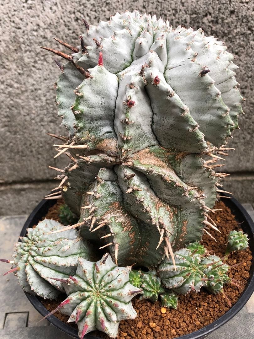 白虎 カキコ ユーフォルビア ポリゴナ ホリダ モンスト 綴化 - メルカリ