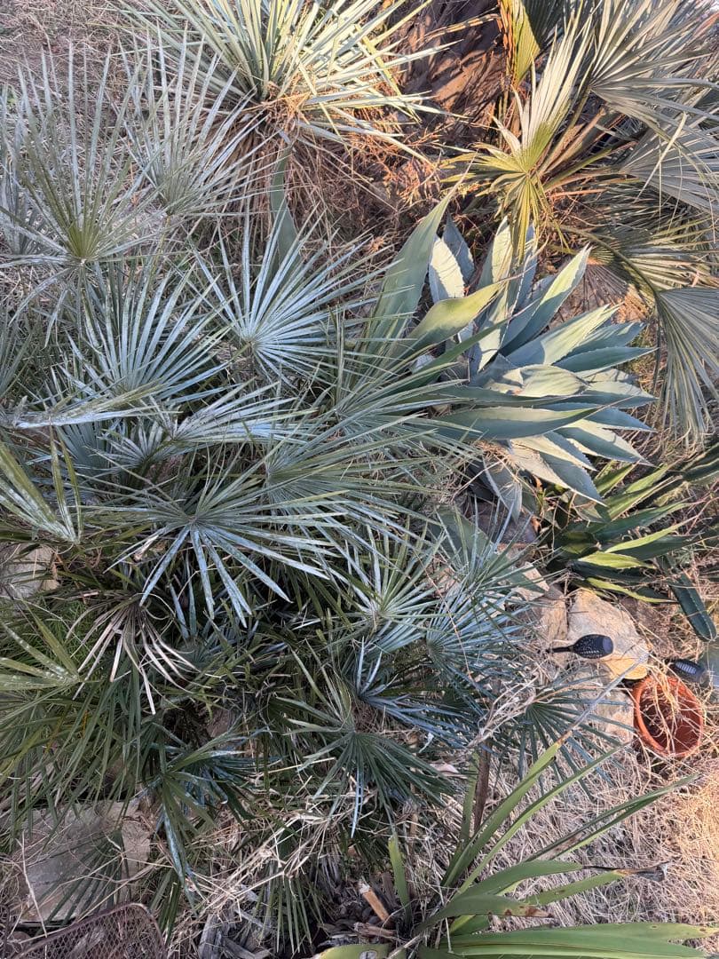 チャメロップス　セリフェラ