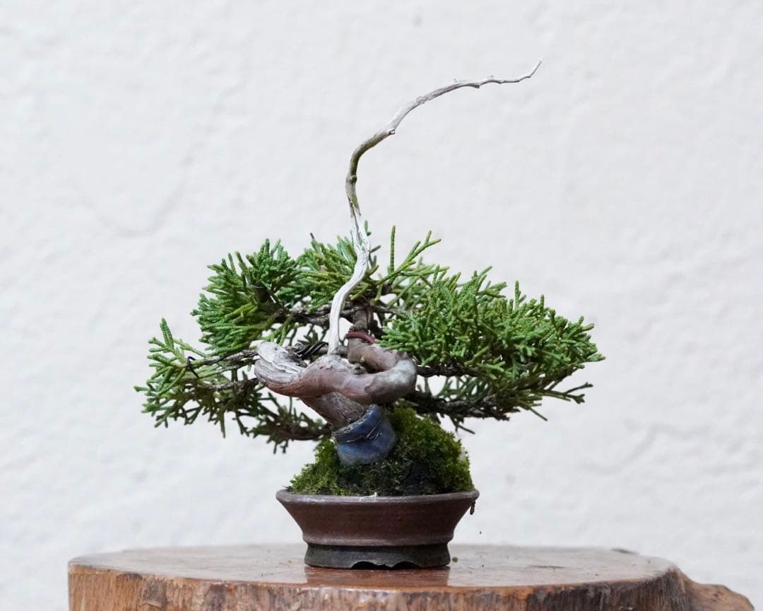 「亦盆栽」糸魚川真柏 小品盆栽
