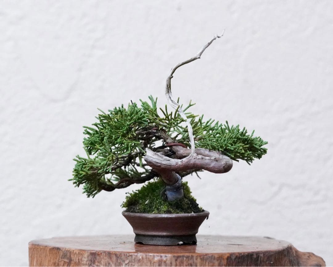 「亦盆栽」糸魚川真柏 小品盆栽