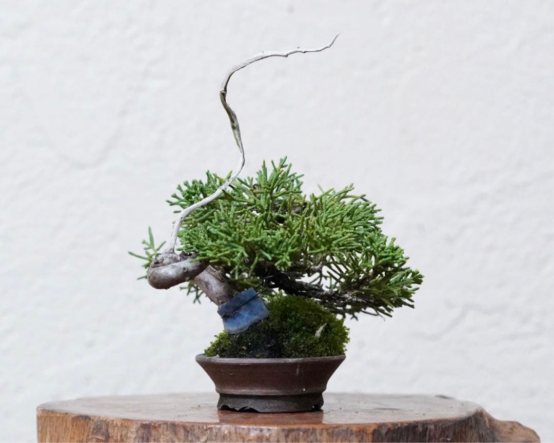 「亦盆栽」糸魚川真柏 小品盆栽