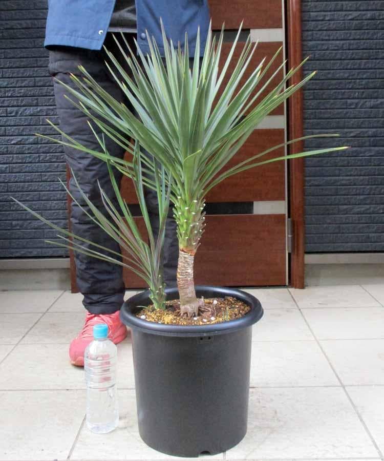 【現品】国内実生株　ユッカ・アロイフォリア　９号　さ７番