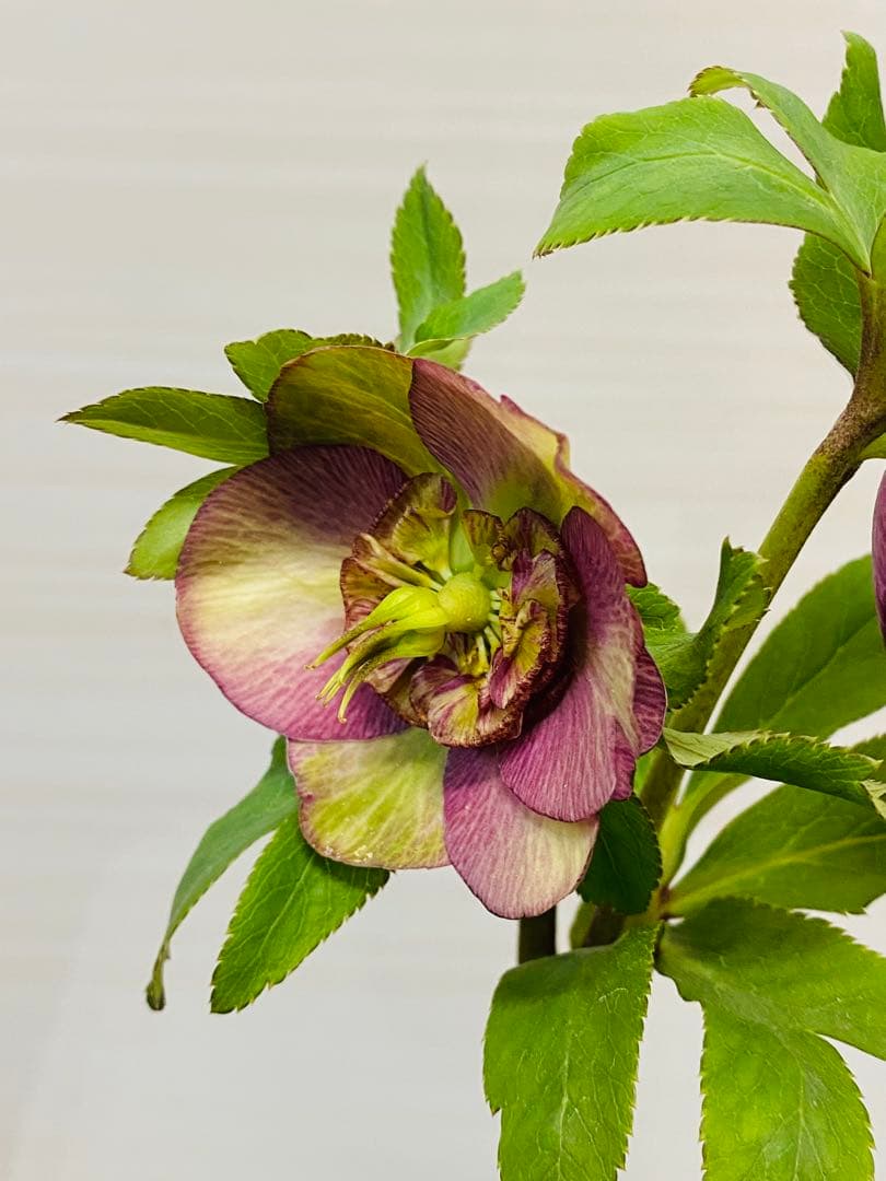 アンテークモーリークリスマスローズ苗