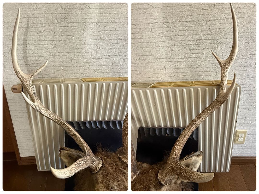 ビ*ビ様 ボリューム抜群　鹿 ハンティングトロフィー 剥製 壁飾り インテリア