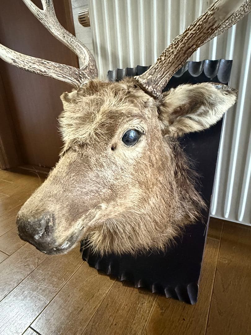 ビ*ビ様 ボリューム抜群　鹿 ハンティングトロフィー 剥製 壁飾り インテリア