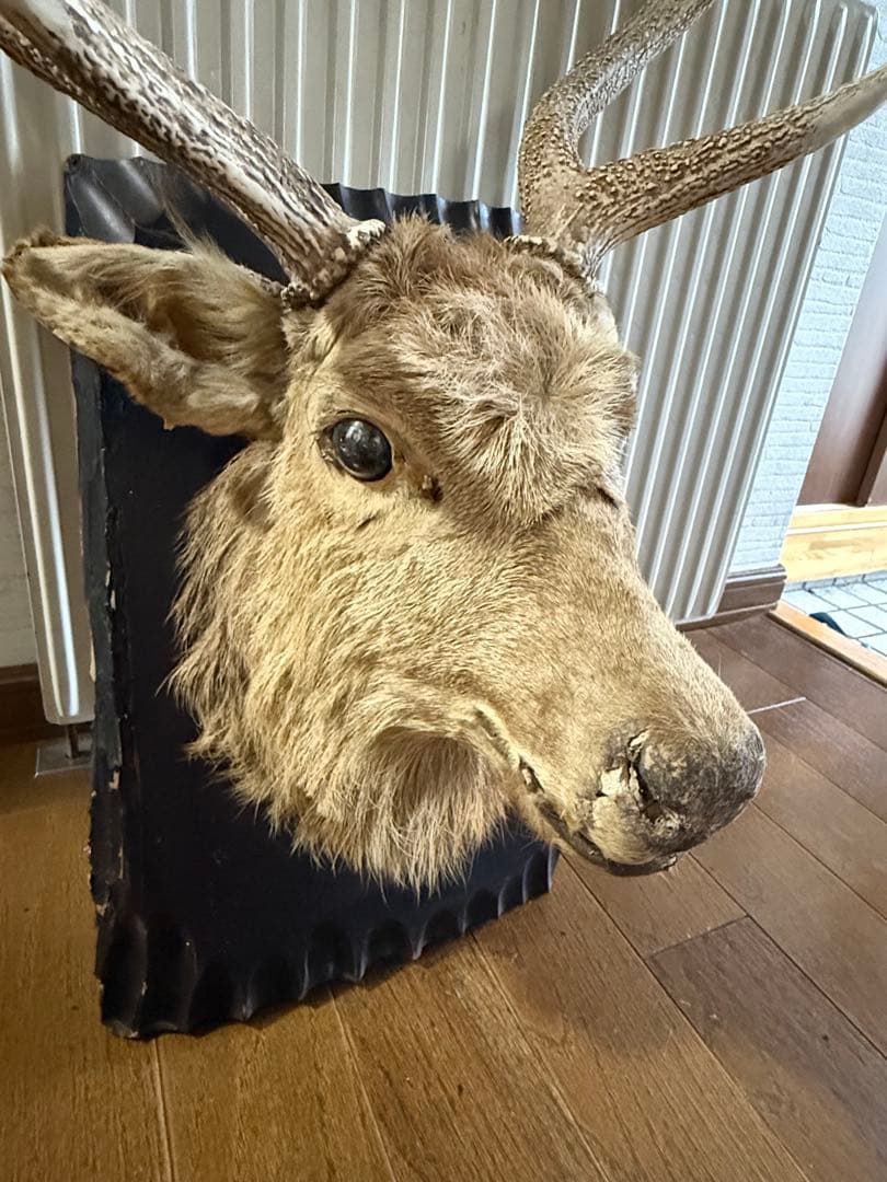 ビ*ビ様 ボリューム抜群　鹿 ハンティングトロフィー 剥製 壁飾り インテリア