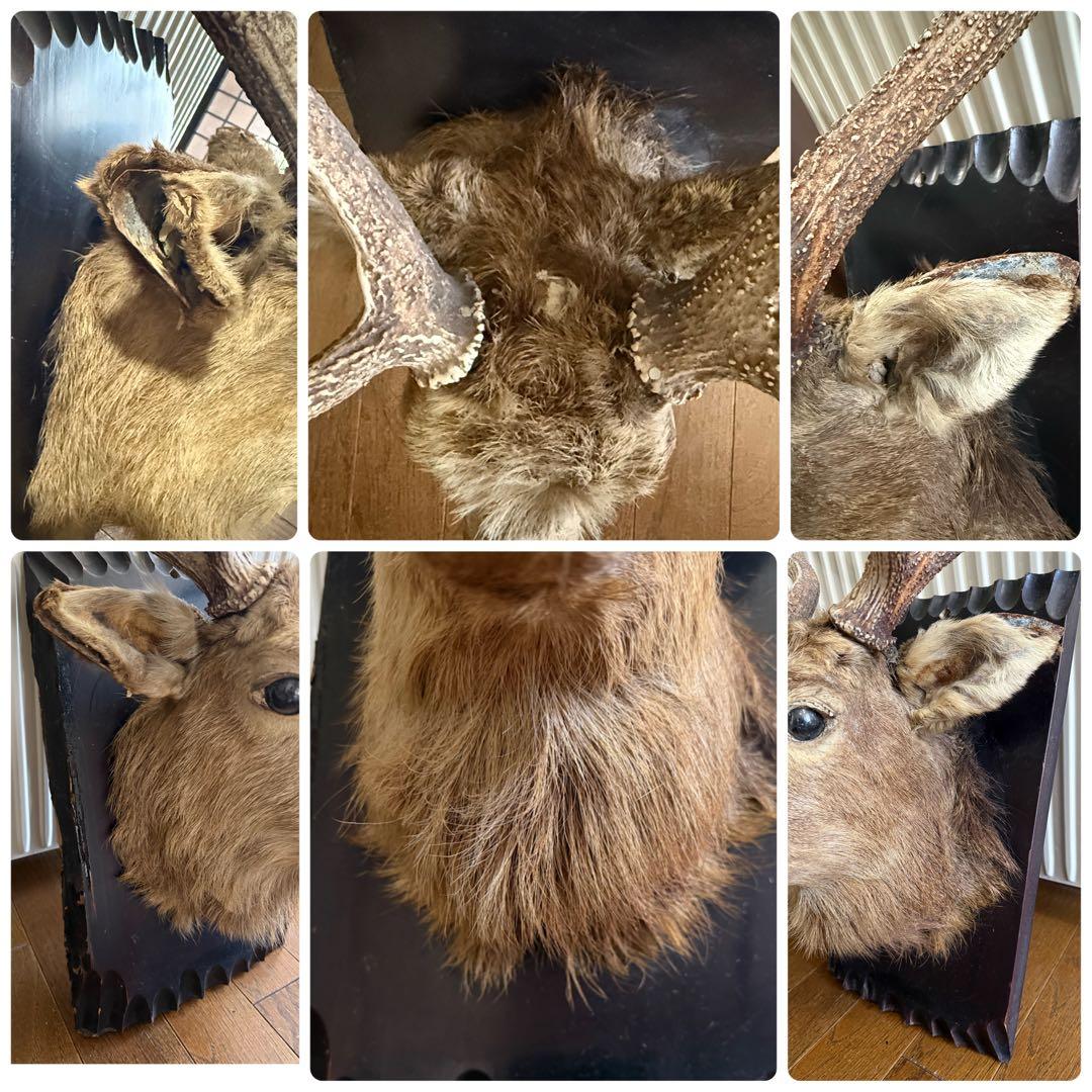 ビ*ビ様 ボリューム抜群　鹿 ハンティングトロフィー 剥製 壁飾り インテリア