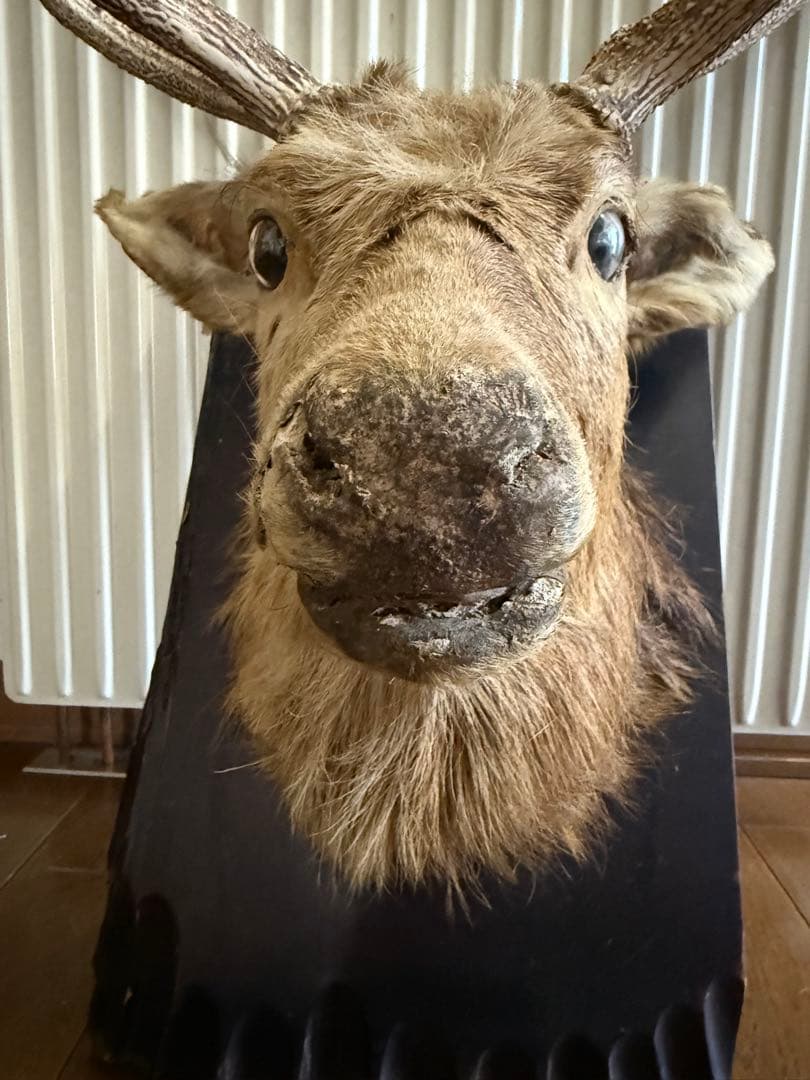 ビ*ビ様 ボリューム抜群　鹿 ハンティングトロフィー 剥製 壁飾り インテリア