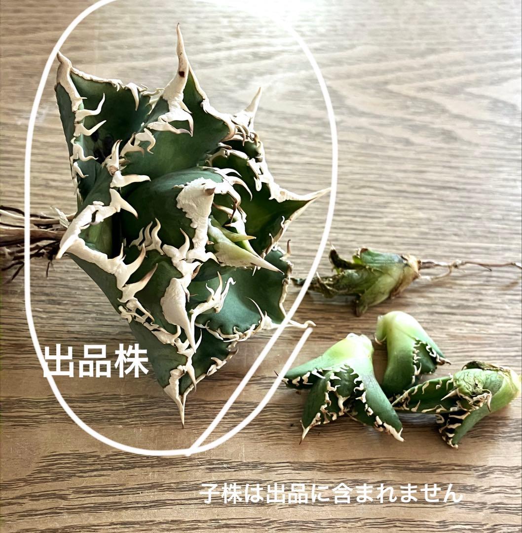 【初売り】75 超選抜　太棘　優秀　バンド幅特大　アガベ　白豪刺TC 匿名配送⑧