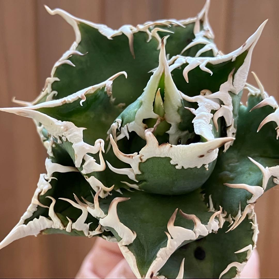 【初売り】75 超選抜　太棘　優秀　バンド幅特大　アガベ　白豪刺TC 匿名配送⑧