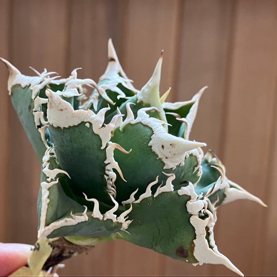 【初売り】75 超選抜　太棘　優秀　バンド幅特大　アガベ　白豪刺TC 匿名配送⑧