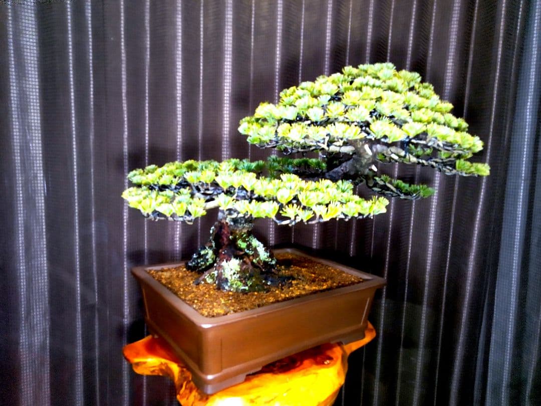 【中品 五葉松盆栽】真柏…　　　葉性、短葉(1.5㎝) 樹幅70㎝