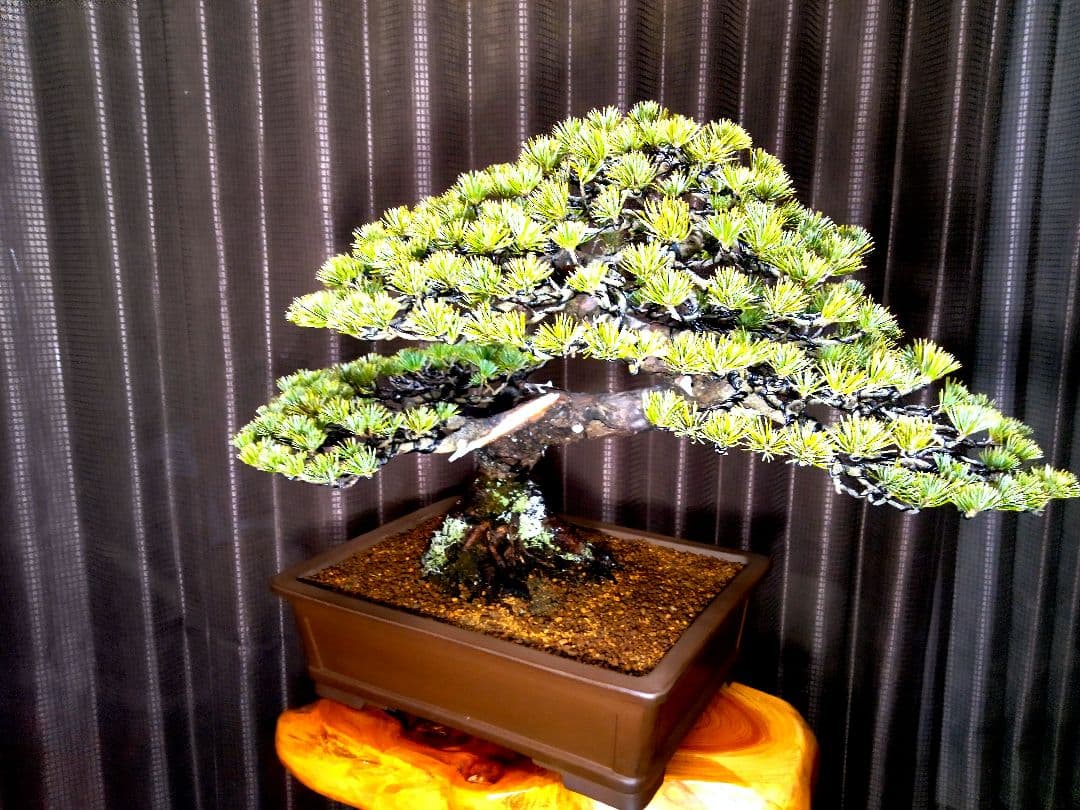 【中品 五葉松盆栽】真柏…　　　葉性、短葉(1.5㎝) 樹幅70㎝