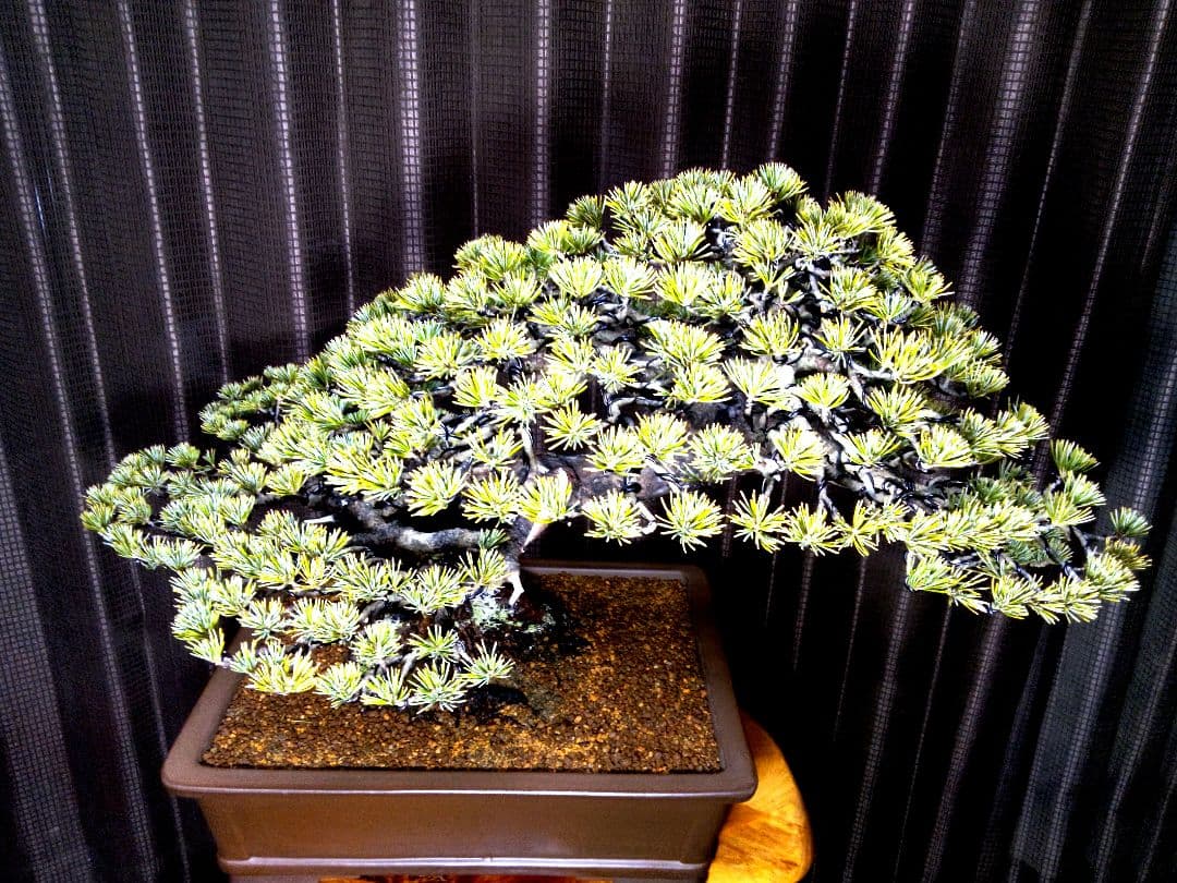 【中品 五葉松盆栽】真柏…　　　葉性、短葉(1.5㎝) 樹幅70㎝