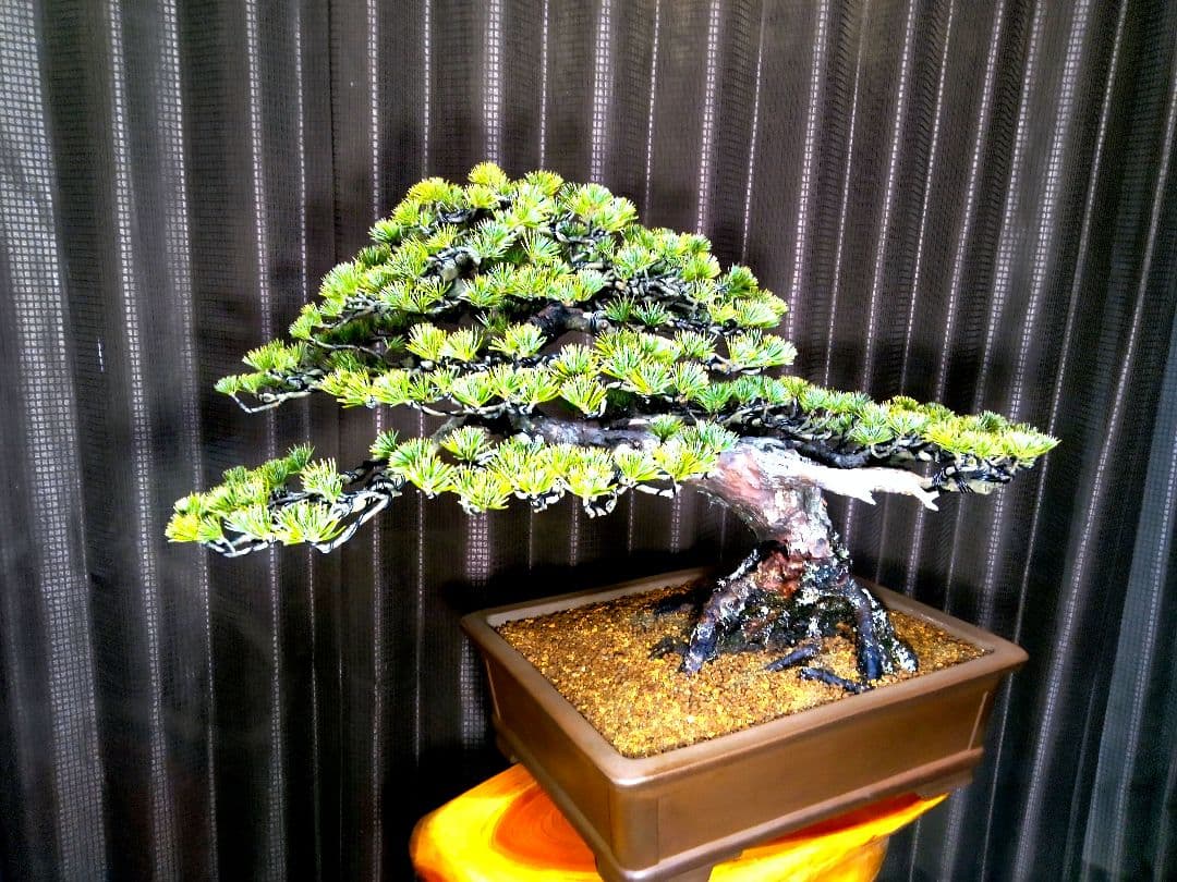 【中品 五葉松盆栽】真柏…　　　葉性、短葉(1.5㎝) 樹幅70㎝