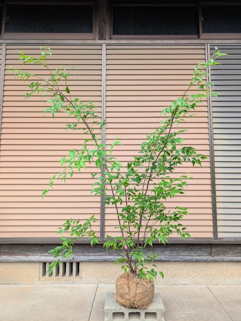 ハイノキ 株立ち ①