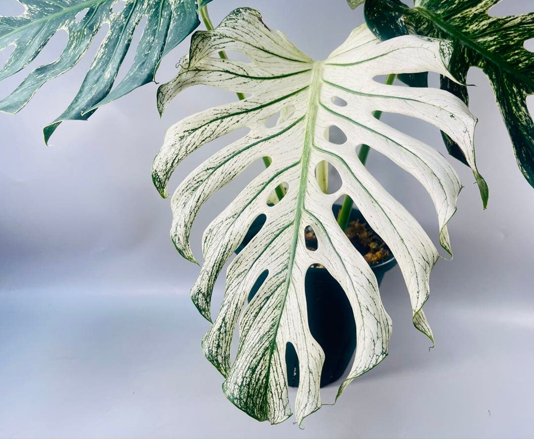 モンステラ デビルモンスター　MONSTERA DEVIL MONSTER