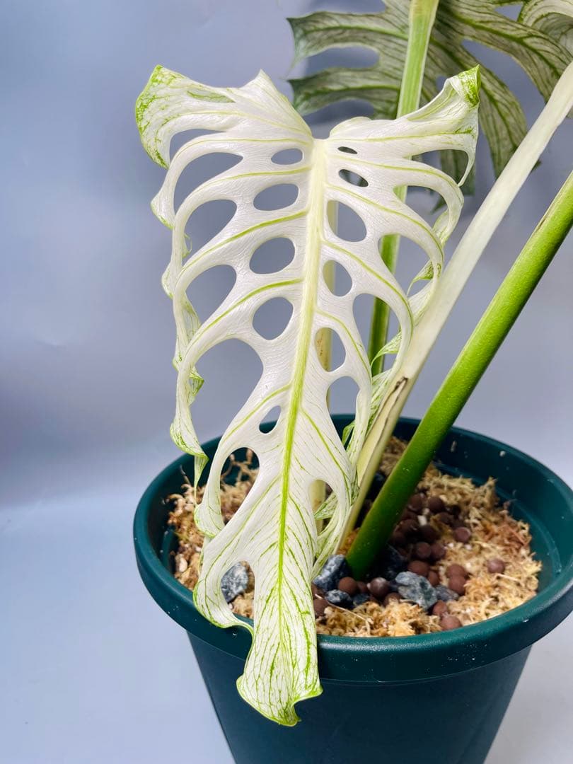 モンステラ デビルモンスター　MONSTERA DEVIL MONSTER