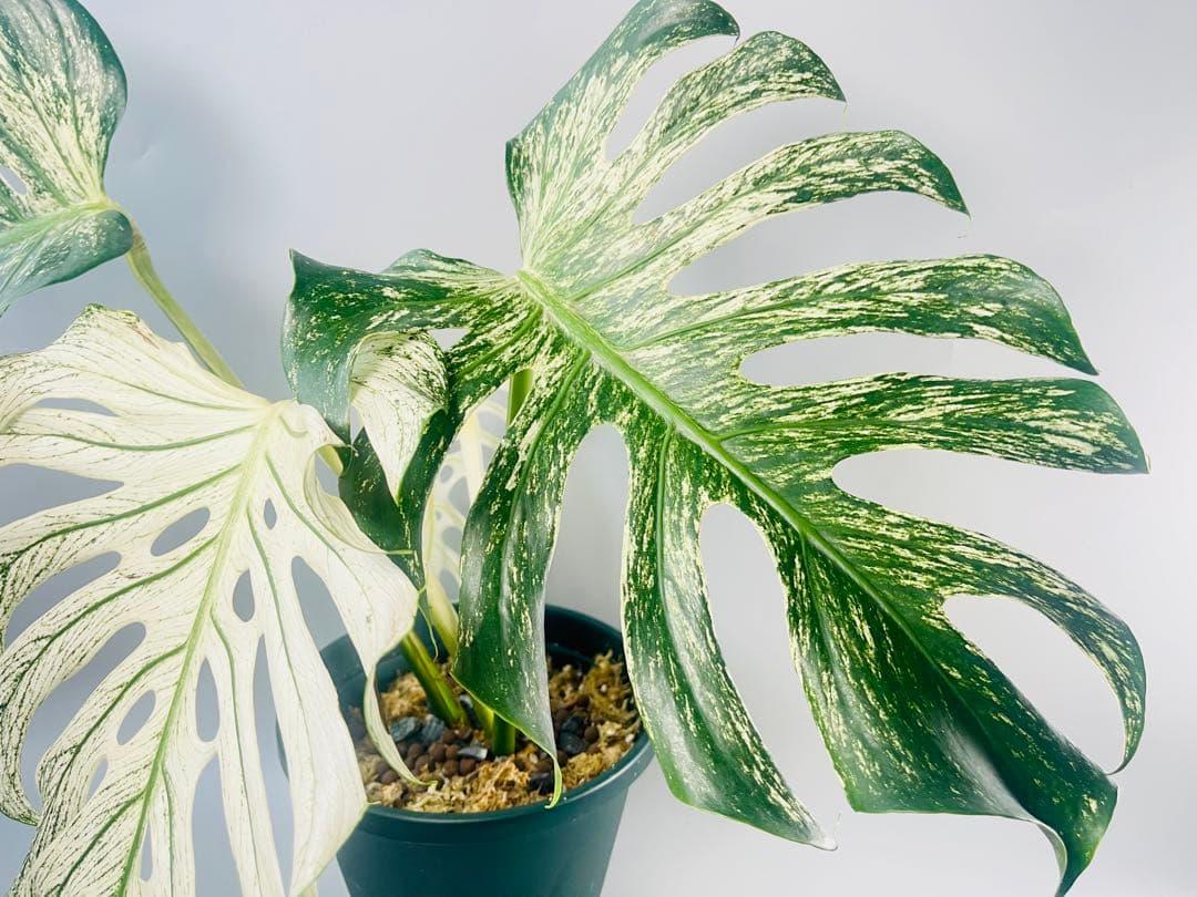 モンステラ デビルモンスター　MONSTERA DEVIL MONSTER