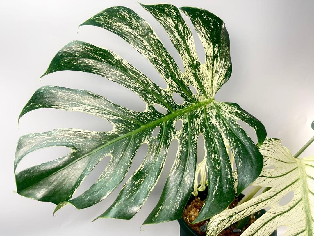 モンステラ デビルモンスター　MONSTERA DEVIL MONSTER