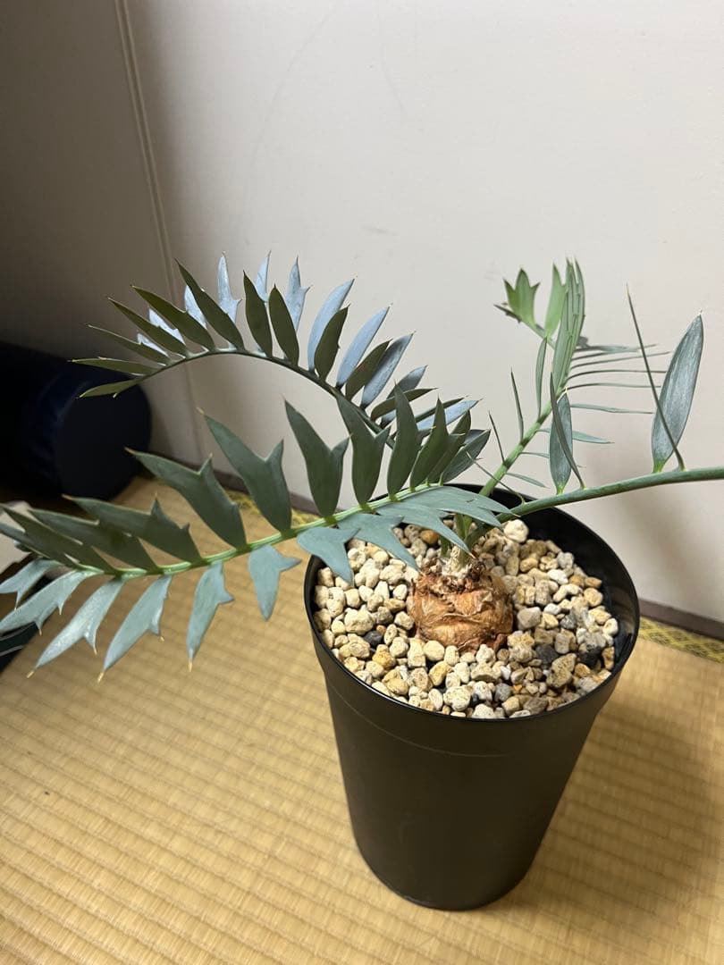 お買い得【南アフリカ産】エンセファラルトス・ホリダス