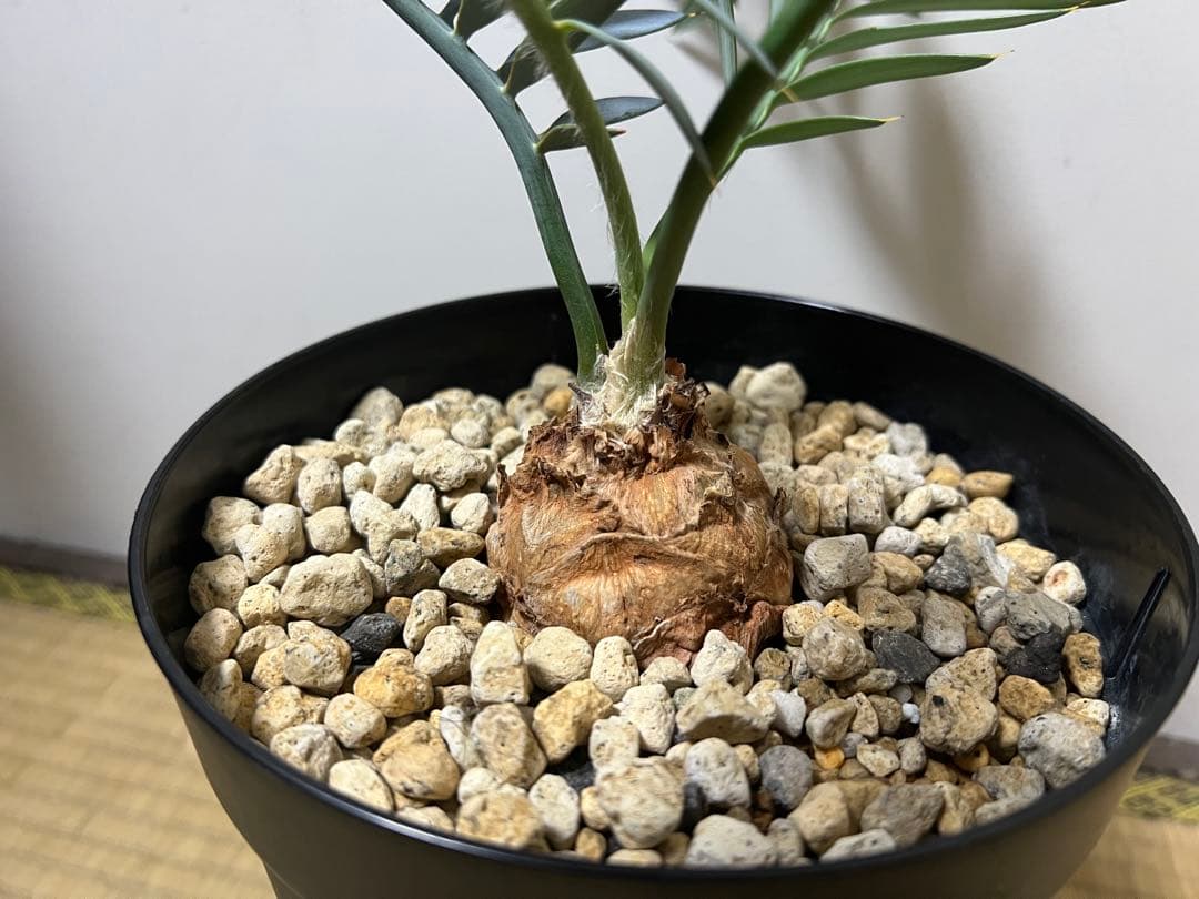 お買い得【南アフリカ産】エンセファラルトス・ホリダス