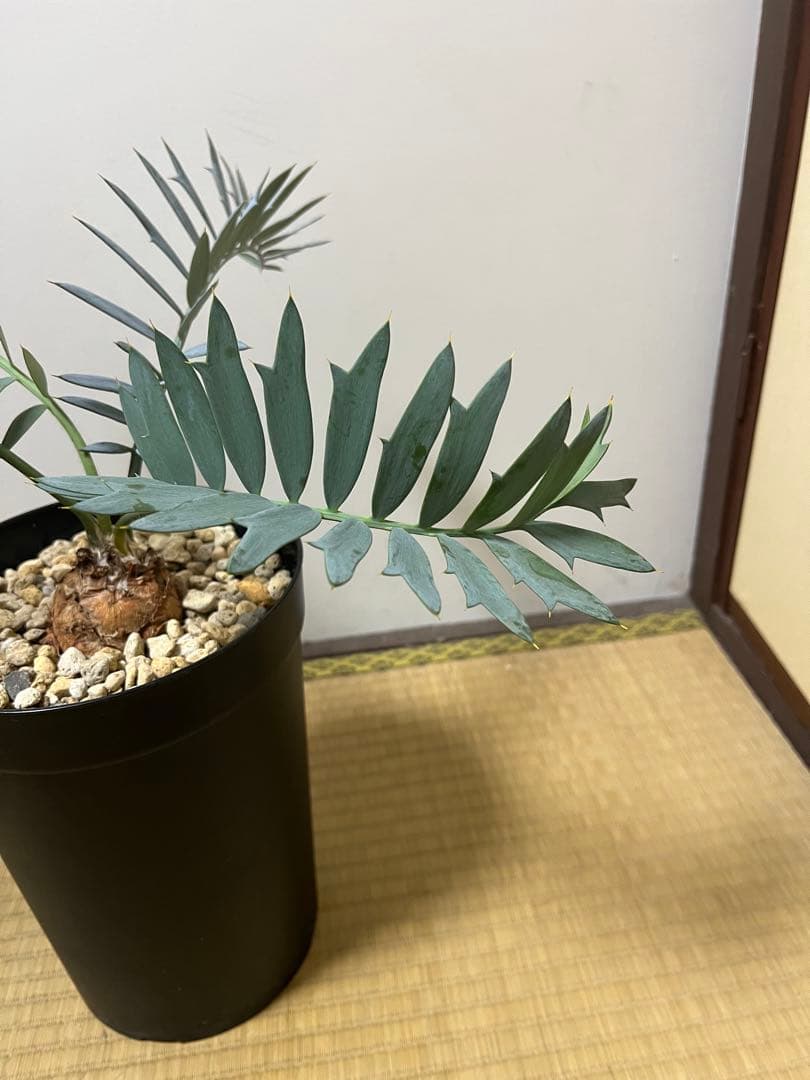 お買い得【南アフリカ産】エンセファラルトス・ホリダス