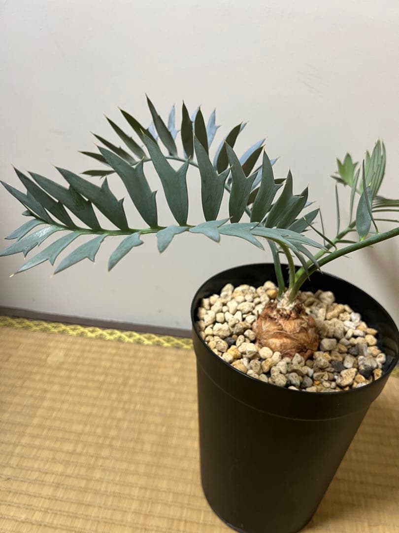 お買い得【南アフリカ産】エンセファラルトス・ホリダス