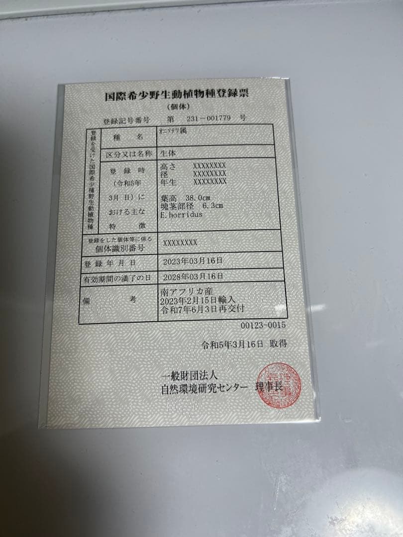 お買い得【南アフリカ産】エンセファラルトス・ホリダス