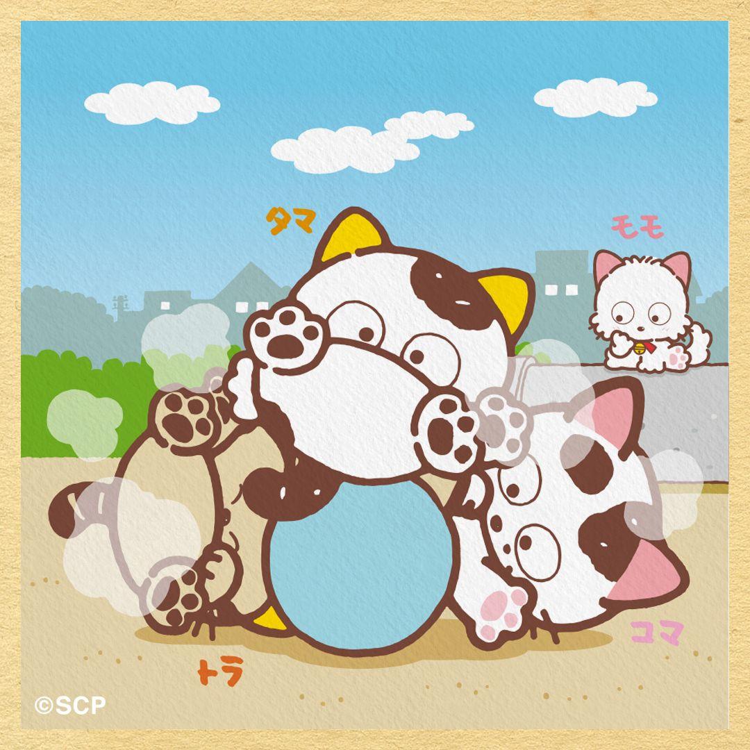 うちのタマしりませんか　正方形1